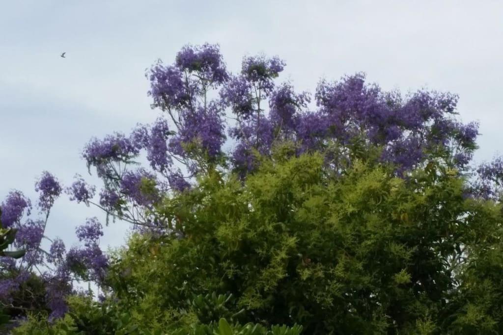 Casetta Jacaranda Genua Exteriör bild